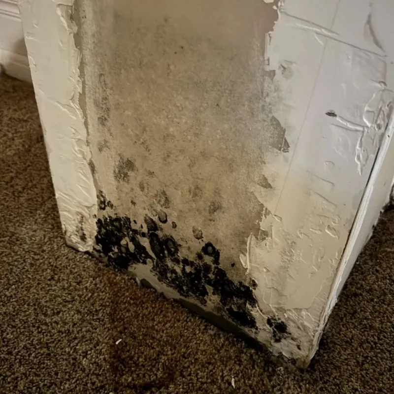 Professional Mold Removal in Midland, MI